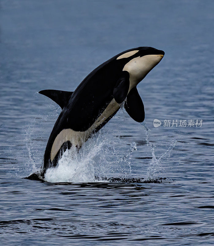 虎鲸(Orcinus orca)，也被称为虎鲸，是一种齿鲸，属于海洋海豚家族。威廉王子湾;阿拉斯加;楚加奇国家森林;内利·胡安学院峡湾荒野研究区;.Pacific海洋;阿拉斯加湾。违反